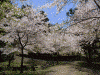 山の神千本桜(5)