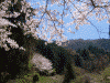 山の神千本桜(6)