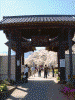 実相寺の桜(7)