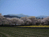山高神代桜(3)