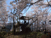 山高神代桜(8)