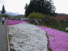 羊山公園の芝桜(4)