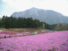 羊山公園の芝桜(11)