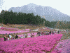 羊山公園の芝桜(12)