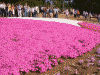 羊山公園の芝桜(15)