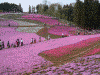 羊山公園の芝桜(16)