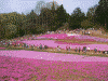 羊山公園の芝桜(20)