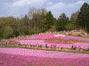 羊山公園の芝桜(21)