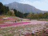 羊山公園の芝桜(23)