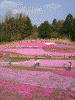 羊山公園の芝桜(25)