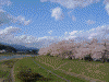 角館・檜木内川の桜(2)