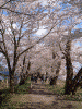 角館・檜木内川の桜(15)