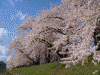 角館・檜木内川の桜(27)