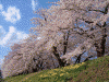 角館・檜木内川の桜(31)