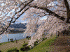 角館・檜木内川の桜(34)