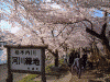角館・檜木内川の桜(41)