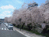 シャトルバスから見えた弘前公園の桜