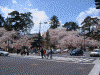 弘前公園の桜(1)
