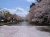 弘前公園の桜(2)