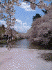 弘前公園の桜(3)