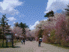 弘前公園の桜(6)