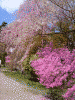 弘前公園の桜(7)