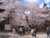 弘前公園の桜(8)