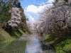 弘前公園の桜(9)