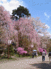 弘前公園の桜(11)