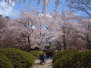 弘前公園の桜(13)