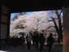 弘前公園の桜(14)