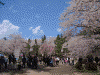 弘前公園の桜(15)