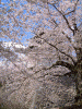 弘前公園の桜(19)