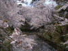 弘前公園の桜(23)