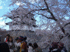 弘前公園の桜(24)