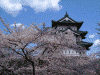 弘前公園の桜(26)