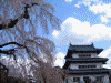 弘前公園の桜(33)