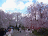 弘前公園の桜(34)