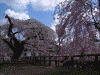 弘前公園の桜(35)