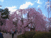 弘前公園の桜(36)