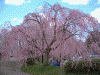 弘前公園の桜(37)