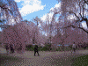 弘前公園の桜(40)