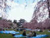 弘前公園の桜(41)