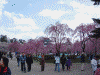 弘前公園の桜(44)