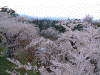 弘前公園の桜(47)