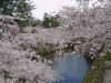 弘前公園の桜(48)
