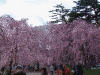 弘前公園の桜(55)
