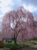 弘前公園の桜(57)