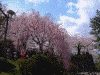 弘前公園の桜(58)