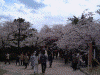弘前公園の桜(59)